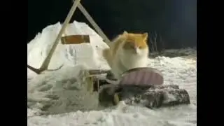 кот на скейте