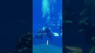 Do dolphins love to be pet?