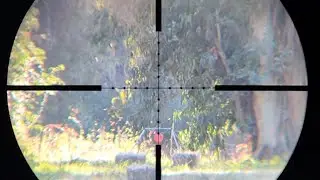 ¿Cuánto cae una bala 22lr a 200 metros? (22lr Bullet Drop) #22lr #longrangeshot