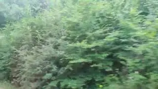 Через лес по холмам.