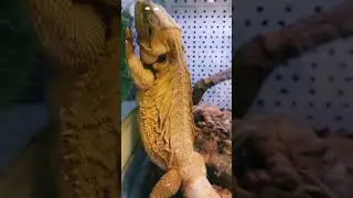 Бородатая агама с острова Борнео.