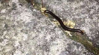 Millipede