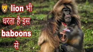 khokhar baboons monkey 🐒 (@TheGlobalAnimalsWorld @MRINDIANHACKER @dhruvrathee )#information