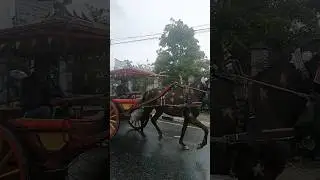 BULU KUDA MOTIF BINTANG ⭐⭐| KUDA BENDI KOTA BUKITTINGGI || #langka #viral #horse #slowmotion #animal