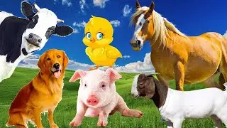 Animali interessanti, suoni della vita, mucche, gatti, cani, cavalli, galline, elefanti, anatre