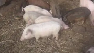 Поросята 3 месяца