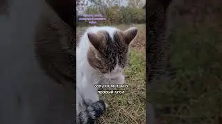Лайк,подписка,если я милашка. Смотри мое видео про сиреноголового