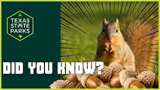 Ranger Eric's Outdoor Classroom: Exploring Fox Squirrels in the Wild