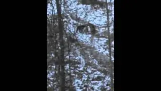what I seen deer hunting