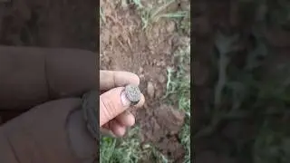 Красота какая! #metaldetecting #коп #металлоискатель #coin