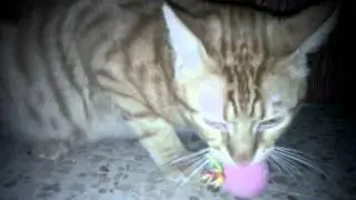 Angry cat