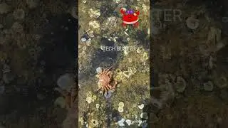 Crab eating food like human 😋 #shorts#marine#offshore#underwaterspecies