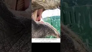 Он умирает от голода из за потери зубов 😰😰😰