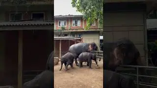 Слоны-близнецы #шриланка #srilanka #pinnawala #пинавела