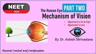 HUMAN EYE PART 2 |  MECHANISM OF VISION | NEET