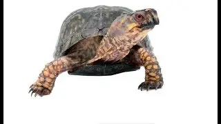 Keeping Turtles Wild