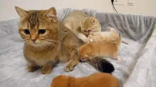 The two mother cat system was finally established!