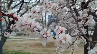 Aktau. Spring.