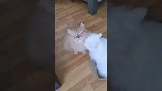 Kater genießt es von seiner Katze geputzt zu werden😍