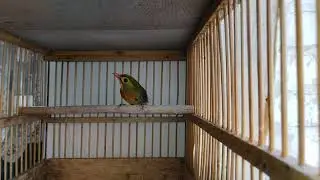 Китайский соловей
