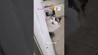 Miss Tall the crispy squeaky silent baby
