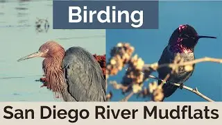 Birding San Diego River for First Birding Voyage Meetup