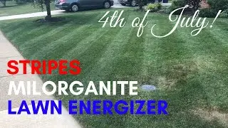 Happy 4th of July | Laying stripes, milorganite and lawn energizer