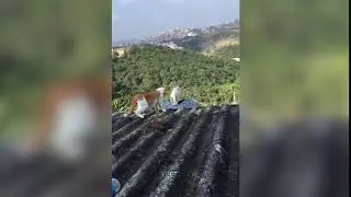 Cat uses one of his 9 lives