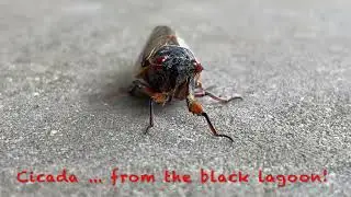 Cicada 🪳 From the Black Lagoon