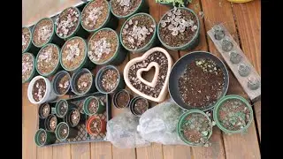 Variegated String of Hearts Propagation Update- By Water, Humidity Chamber, Cuttings, Tubers.