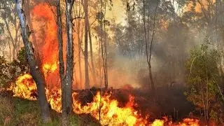 FOREST FIRE in the Smoky Mountains