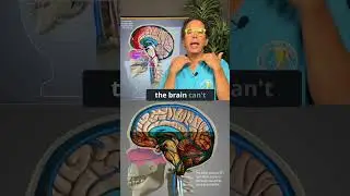 Brain fog and toxin buildup coming from the neck 