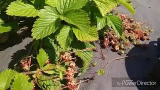 Где собрать много полевой клубники?