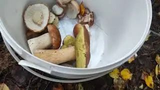 прогулка за грибами