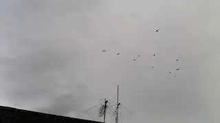 Ижевские голуби. Полёт  21.07.2020.