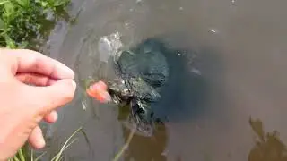 Капелька позитива с утра - просто черепахи едят арбуз!