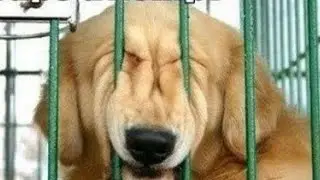 Trying to leave the sweatshop factory