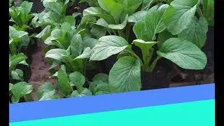 Cara Menanam Sawi Dalam Pot Cepat Dan Mudah