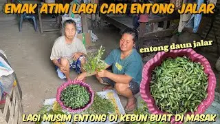 EMAK ATIM LAGI CARI HEWAN ENTONG JALAR HASILNYA BANYAK BANGET‼️BISA DI GORENG GURIH