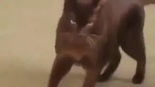 Грация кота / cat's grace