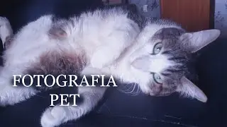 COMO FOTOGRAFAR SEU PET