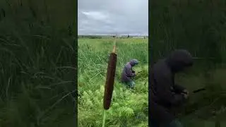 У меня есть камыш🌱