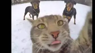 Duh Lucunya ngelihat kucing lagi selfie !