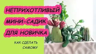 Композиция из суккулентов в горшке DIY. Как подобрать самые выносливые растения.