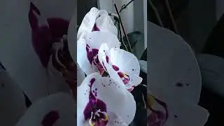 Picasso 💮 Пикассо 💮 