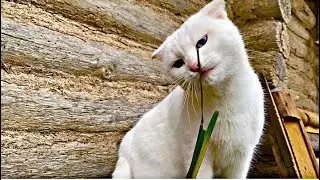 What are you doing? Deaf cat Alice