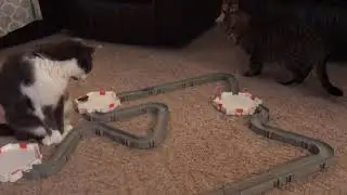 Cats Watching Nano Bugs Course Set Up 1