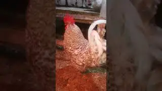 Последний праздничный выходной./А у нас новый житель- Боб./Цыпы здорово подросли.