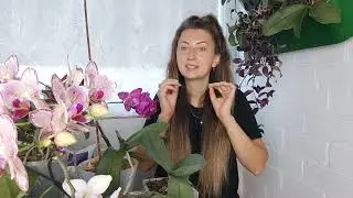 🌸 ОРХИДЕИ "МУТАНТЫ" моей коллекции БАБОЧКИ, ПИЛОРИКИ , ТРИЛИПСЫ