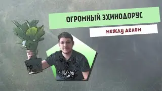 Между делом | ОГРОМНЫЙ ЭХИНОДОРУС
